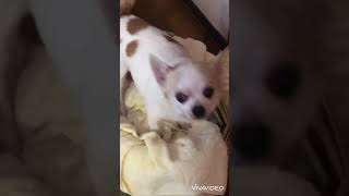 愛犬チワワの鳴き声が可愛過ぎる件w #shorts