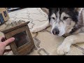 Husky goes through some more of his things