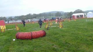 North Somerset show Agility Grade 1