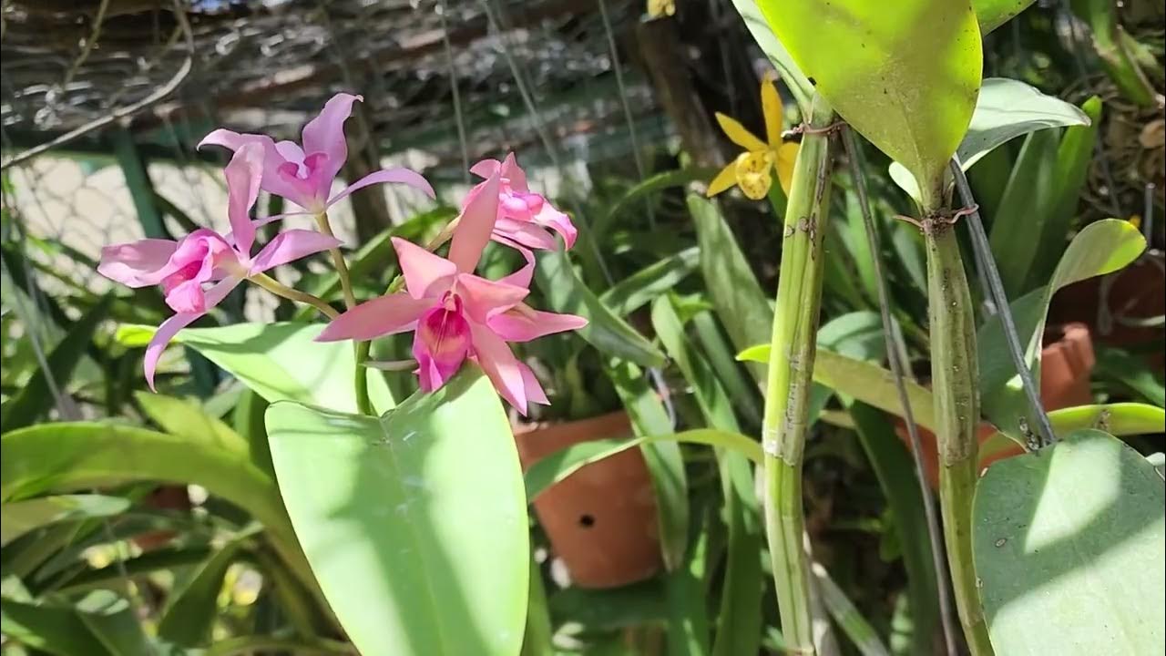 Orquídea Guarianthe x laeloides - thptnganamst.edu.vn