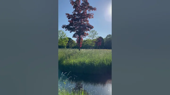 ??Park Oudegein, Nieuwegein, Netherlands