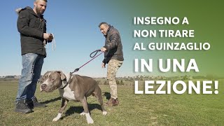 Insegno a non tirare al guinzaglio in una lezione!