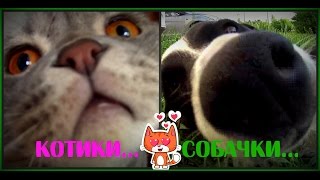 Акция Магнит.Шашлычок.Котик.Довольная собака. Акция Магнит.Шашлычок.Котик.Довольная собака.