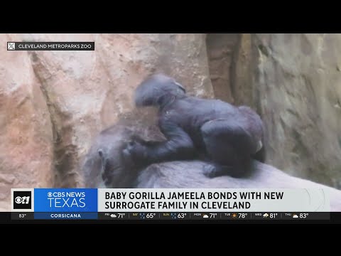 Baby Jameela bonds with new surrogate family in Cleveland