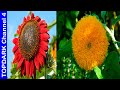 10  Variedades de girasoles