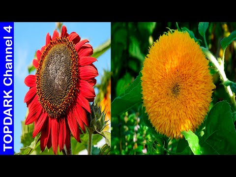 Vídeo: Variedades populares de girassol: aprenda sobre diferentes tipos de plantas de girassol