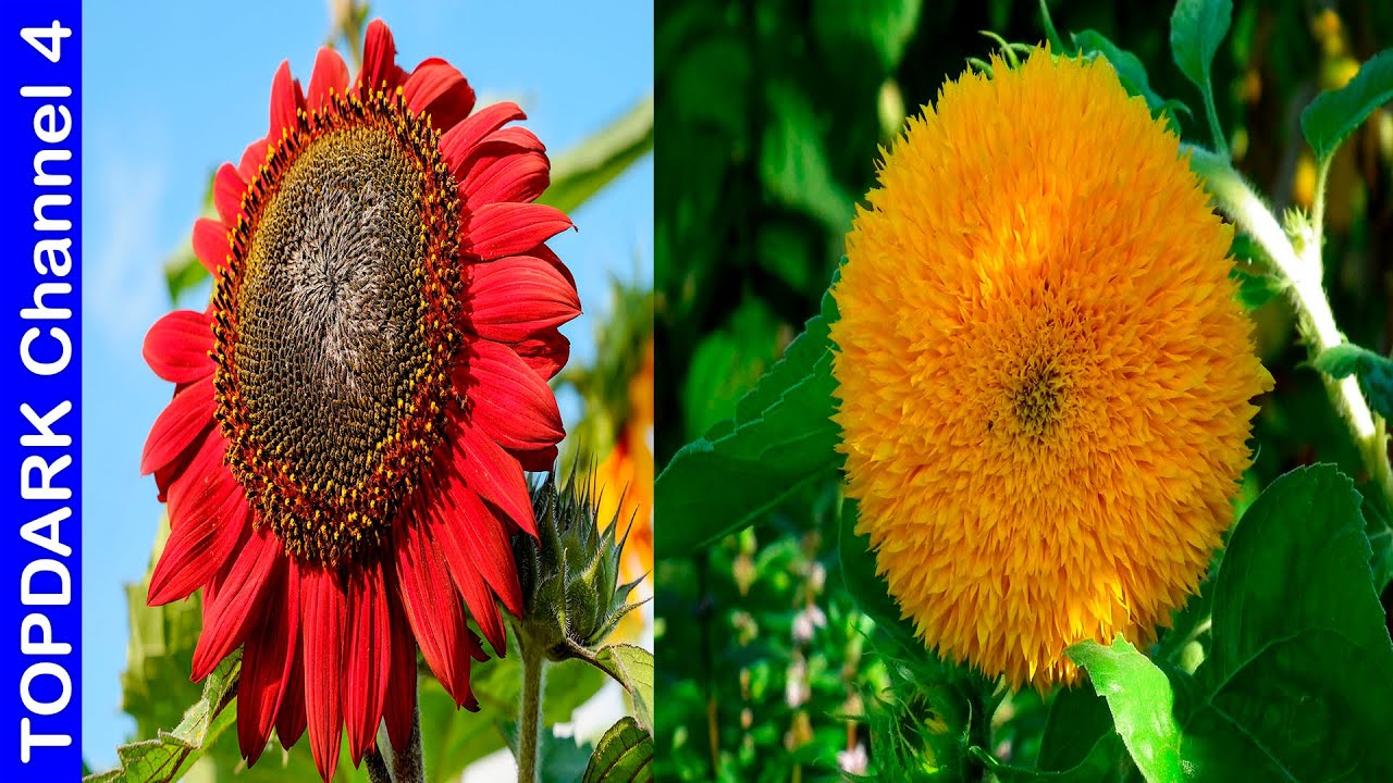 10  Variedades de girasoles