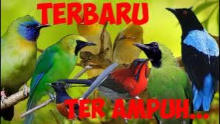 Suara Pikat Segala Jenis Burung Hutan || Terbaru || Paling Ampuh Anti Zonk || 3Menit Langsung Kumpul