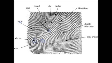 4.4 Fingerprint Characteristics