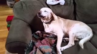 Denver the Guilty Dog strikes again! by foodplot 6,150,254 views 9 years ago 1 minute, 15 seconds