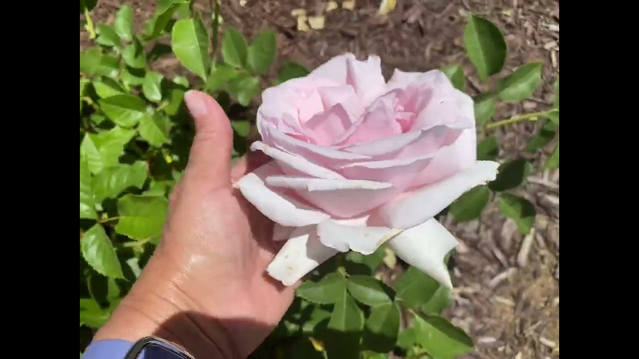 Francis Meilland / Prince Jardinier / Schloss Ippenberg / Father of Peace rose