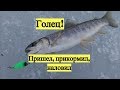 Голец! Пришел, прикормил, наловил / Dolly Varden. Ice fishing