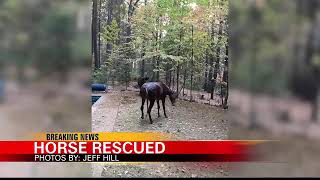 Horse Rescued from Paradise During the Camp Fire