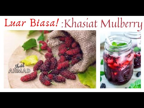 Video: Kelebihan Mulberry