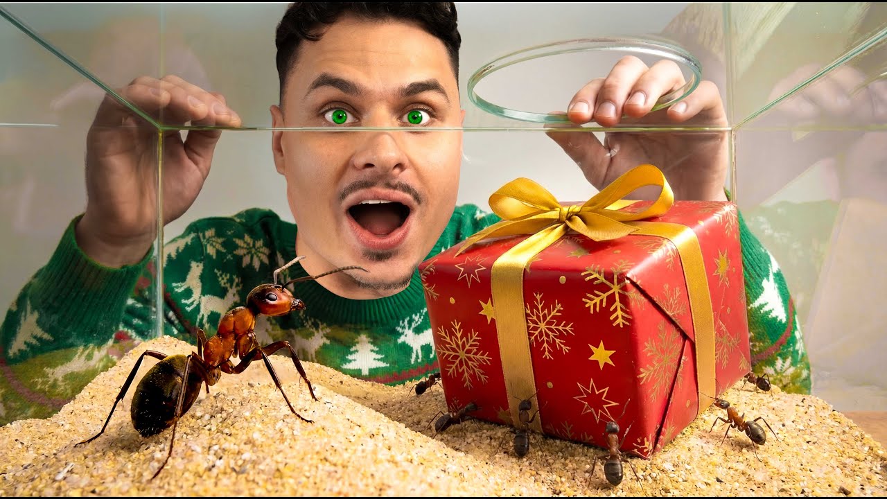 Nowy DOM dla MRÓWEK! Dostały Świąteczny prezent! 🎁 
