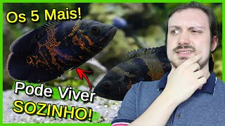 5 Fish That Can Live ALONE in an AQUARIUM! screenshot 4