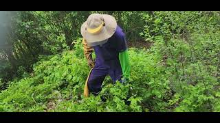 Pesky Pete's Poison Ivy Removal around a root cellar with large rocks