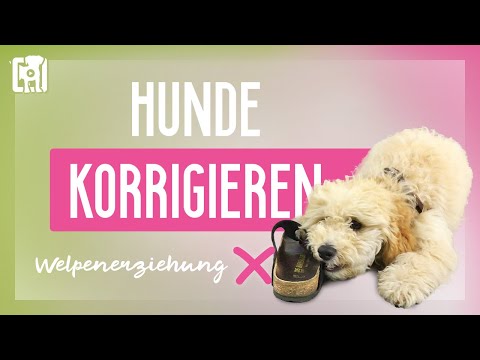 Video: So erkennen Sie, ob Ihr Welpe reinrassig ist