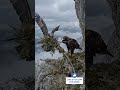 Golden Eagle Nest Building on a Mountain Cliff 🦅 | Eggs & Baby Eagles