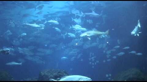 PLJOURNAL5: FISH FOSSILS & GEOLOGIC TIME