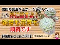 どんどん春支度！新芽も花芽もいっぱい出てきたよ♪　2026年3月29日 #雪国で育てる多肉 #お手入れ ＃春支度