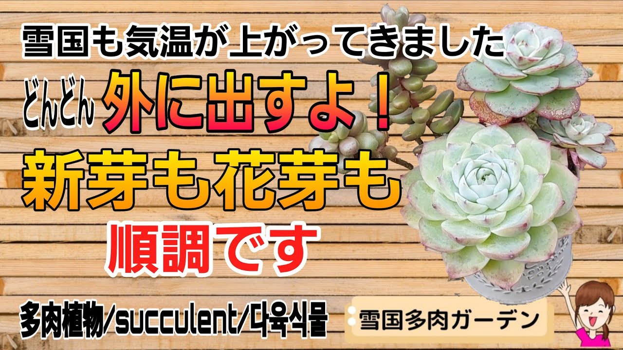 どんどん春支度！新芽も花芽もいっぱい出てきたよ♪　2026年3月29日 #雪国で育てる多肉 #お手入れ ＃春支度