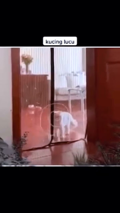 kucing lucu Dan imut
