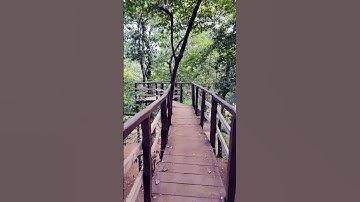 Climbing into the treetops for the ultimate escape! 🌲✨ #treehouse #TreehouseAdventure #SkyHighVibes