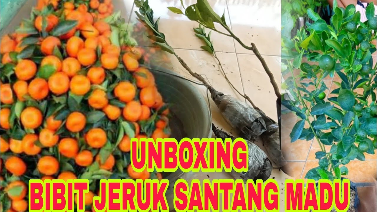 unboxing bibit jeruk santang madu 