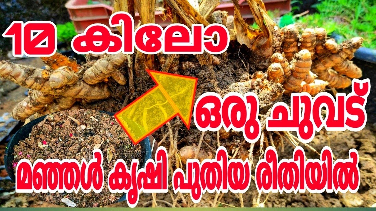 ഗ്രോ ബാഗിലെ മഞ്ഞൾ കൃഷി കണ്ടു ഞെട്ടരുത് | Manjal krishi malayalan