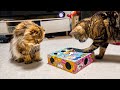 愛猫の本能を最大限に刺激してみた結果