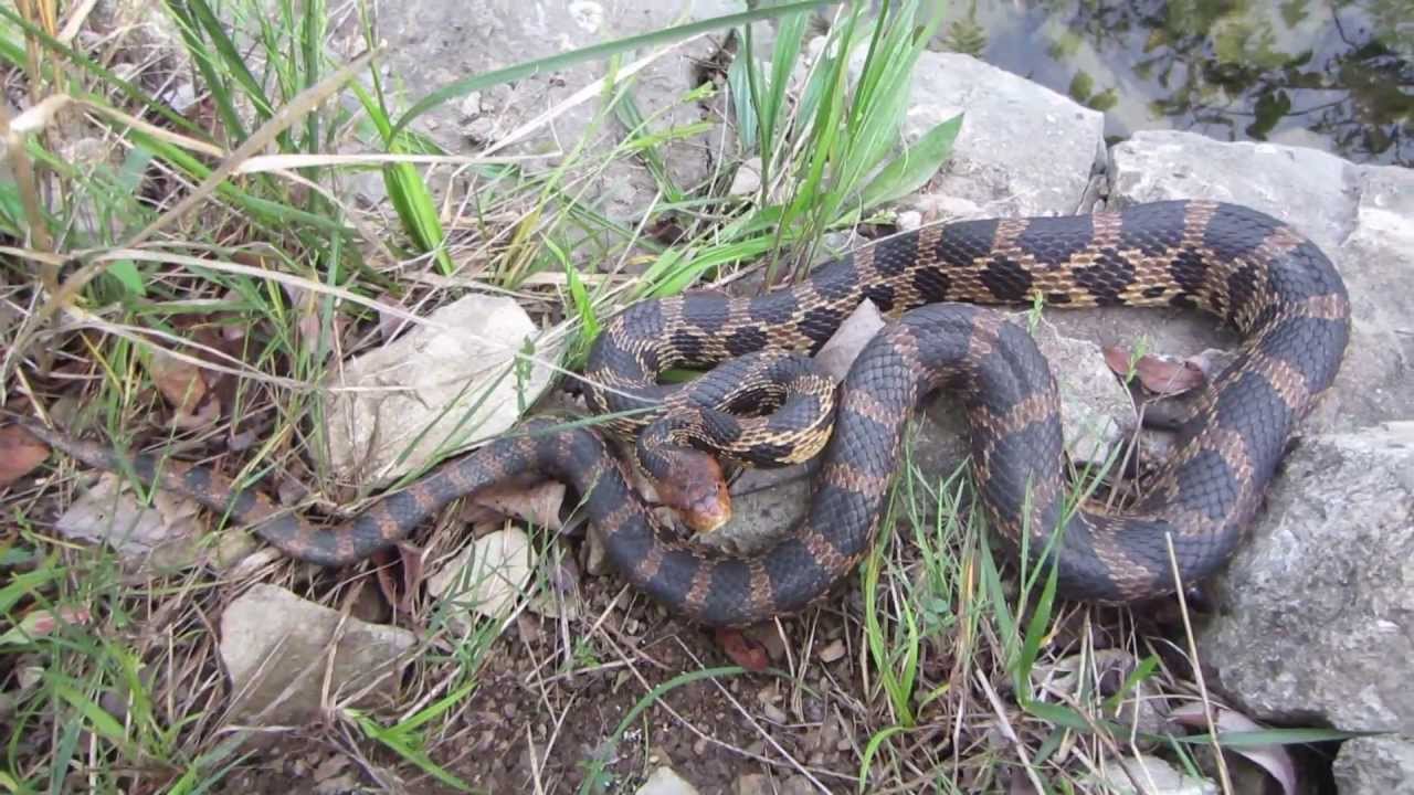 Eastern Fox Snake Males Fighting YouTube
