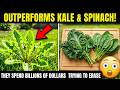 5 Common Weeds That Are Secretly Powerful Medicines