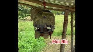 Chim đa đa mái vừa gáy vừa khạc