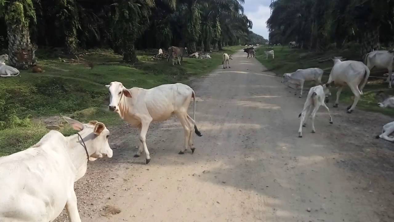 Hati hati sapi 