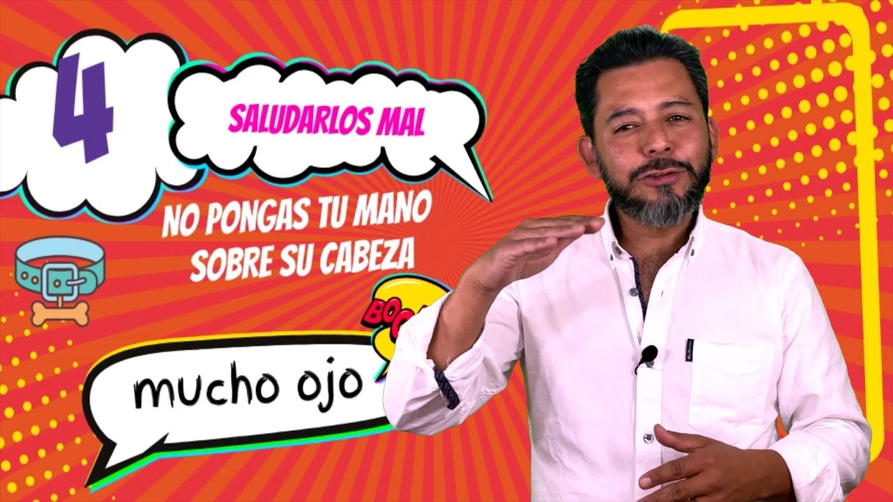 Como saludar un perro | 14 cosas que dañan a tu perro