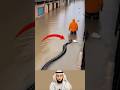 لحظة سكون خادع ثم اندفعت الأناكوندا ككابوس حي يبتلعه الوحل معه Emotional Shorts
