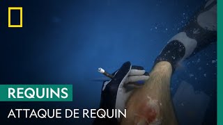 Frayeur : un requin de récif s'attaque à deux plongeurs