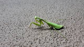Large Praying Mantis Insect - 4K UHD Close Up View - Samsung Galaxy S10e Ultra HD
