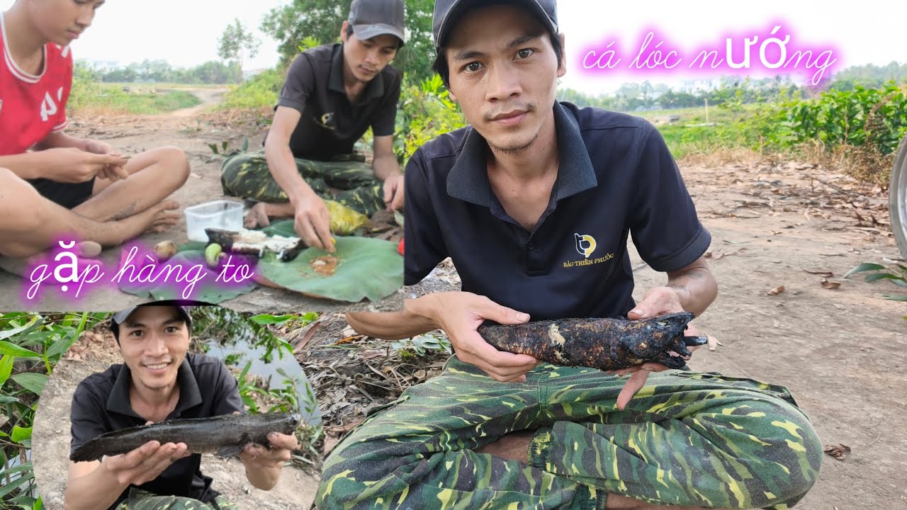 1 ngày ra đồng bắt gì ăn đó không ngờ được con cá lóc khủng. Người miền Tây ở biên giới 