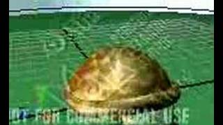 Maya Turtle