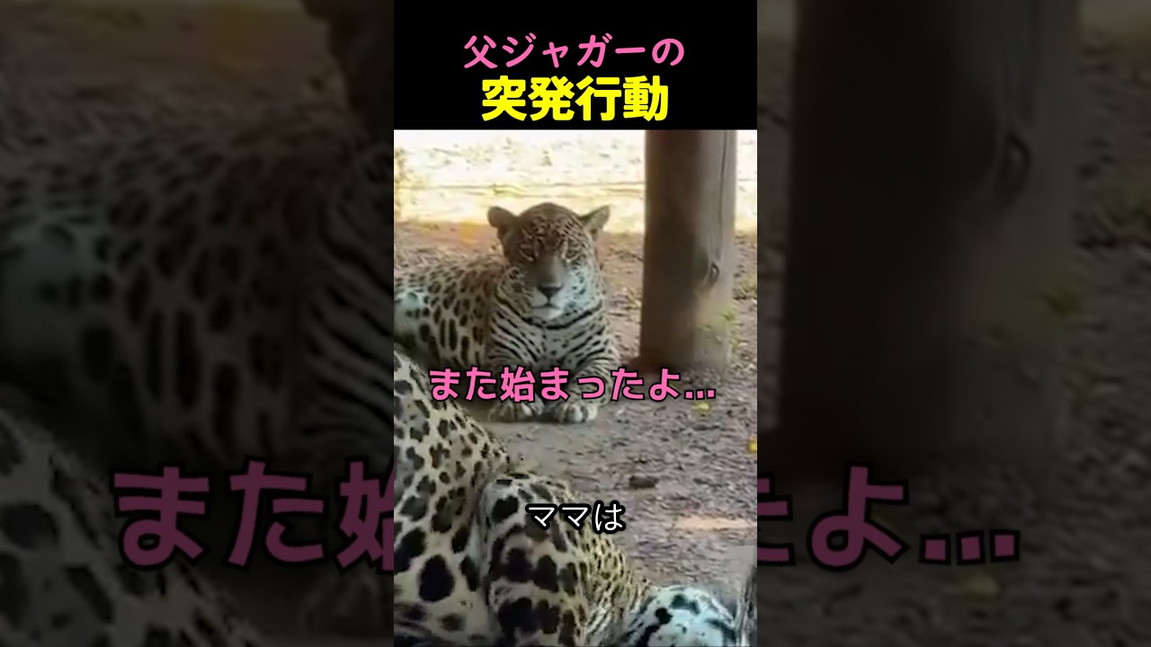 父ジャガーの突発行動