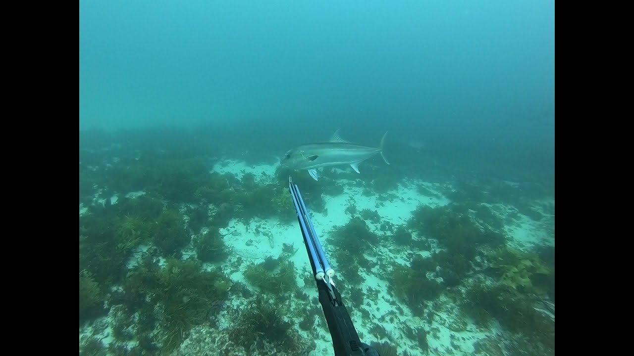 Spearfishing | samson fish