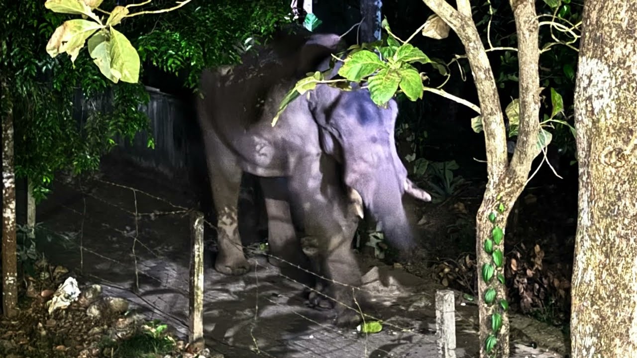 An Elephant from the wilderness at the Ayurvedic Center