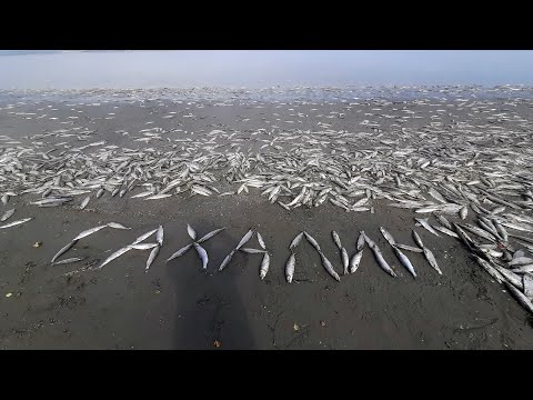 Весь берег в селёдке!!! Сахалин 2021