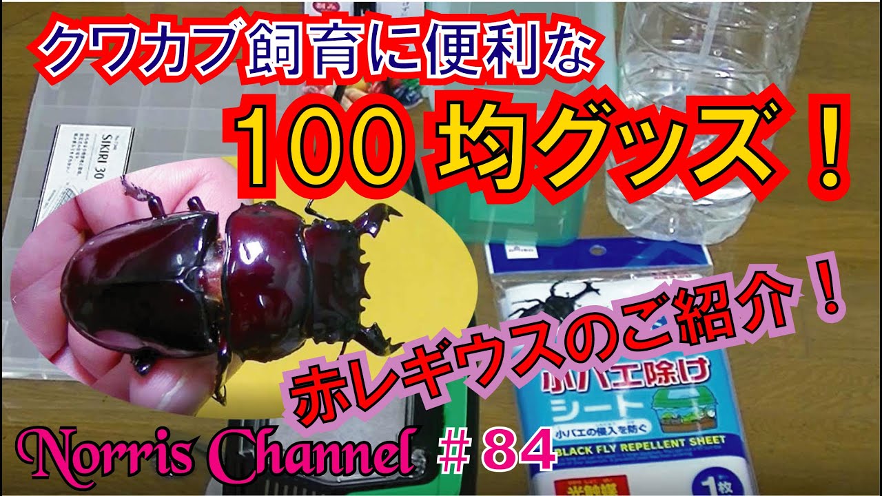 クワカブ飼育に便利な100均グッズ Youtube クワカブ飼育に便利な100均グッズ Youtube