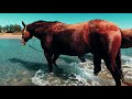 Australia Travel Vlog | Horses Swimming! | POV video with fun music!
