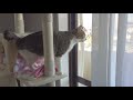 メチャクチャ外に出たがる猫