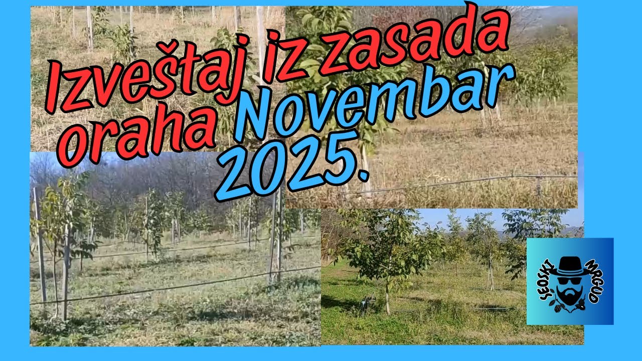 Izveštaj iz intezivnog zasada oraha u 1.  2.  3.  i 4.  godini za novembar 2025.