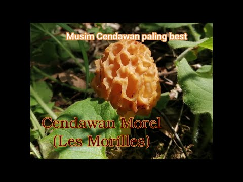 Video: Adakah cendawan morel muncul semalaman?